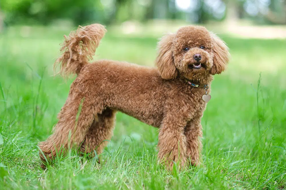 toy poodle